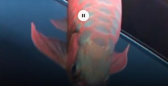 印尼戰車紅龍魚：奢華炫紅，熱帶魚中的印尼戰車 印尼戰車紅龍魚：奢華炫紅，熱帶魚中的印尼戰車 戰車紅龍魚