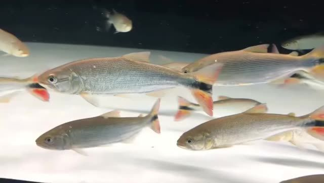 黃金河虎猛魚，廣州祥龍魚場觀賞魚進口批發，廣州祥龍魚場是專業的進口批發商，專注于黃金河虎猛魚的展示和銷售，廣州祥龍魚場專業批發進口黃金河虎猛魚，廣州祥龍魚場專業批發進口黃金河虎猛魚 黃金河虎猛魚，廣州祥龍魚場觀賞魚進口批發，廣州祥龍魚場是專業的進口批發商，專注于黃金河虎猛魚的展示和銷售，廣州祥龍魚場專業批發進口黃金河虎猛魚，廣州祥龍魚場專業批發進口黃金河虎猛魚 黃金河虎魚