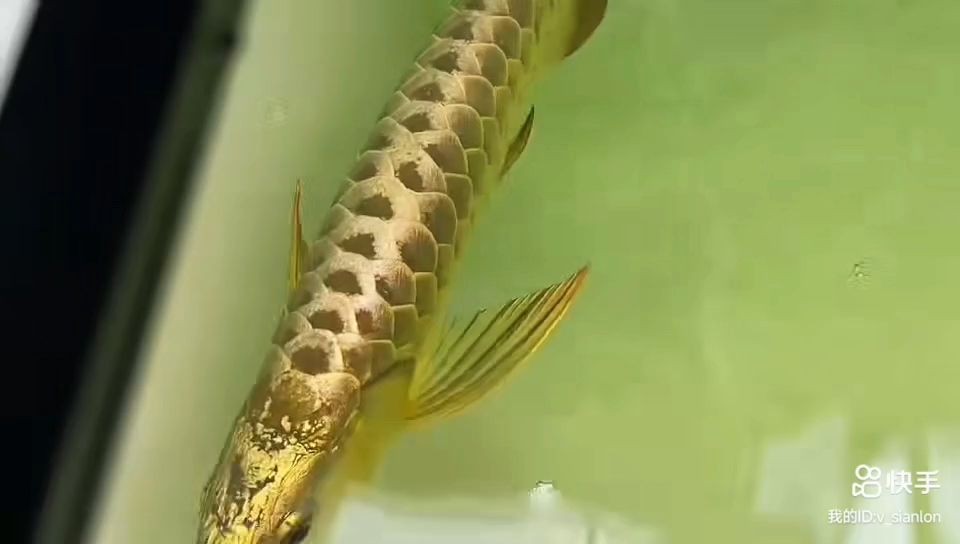 精品過背金龍魚：精品過背金龍魚是一種稀有的觀賞魚 精品過背金龍魚：精品過背金龍魚是一種稀有的觀賞魚 過背金龍魚