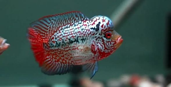 泰國金花羅漢魚批發：優選品質，打造獨特水族景觀 泰國金花羅漢魚批發：優選品質，打造獨特水族景觀 羅漢魚批發