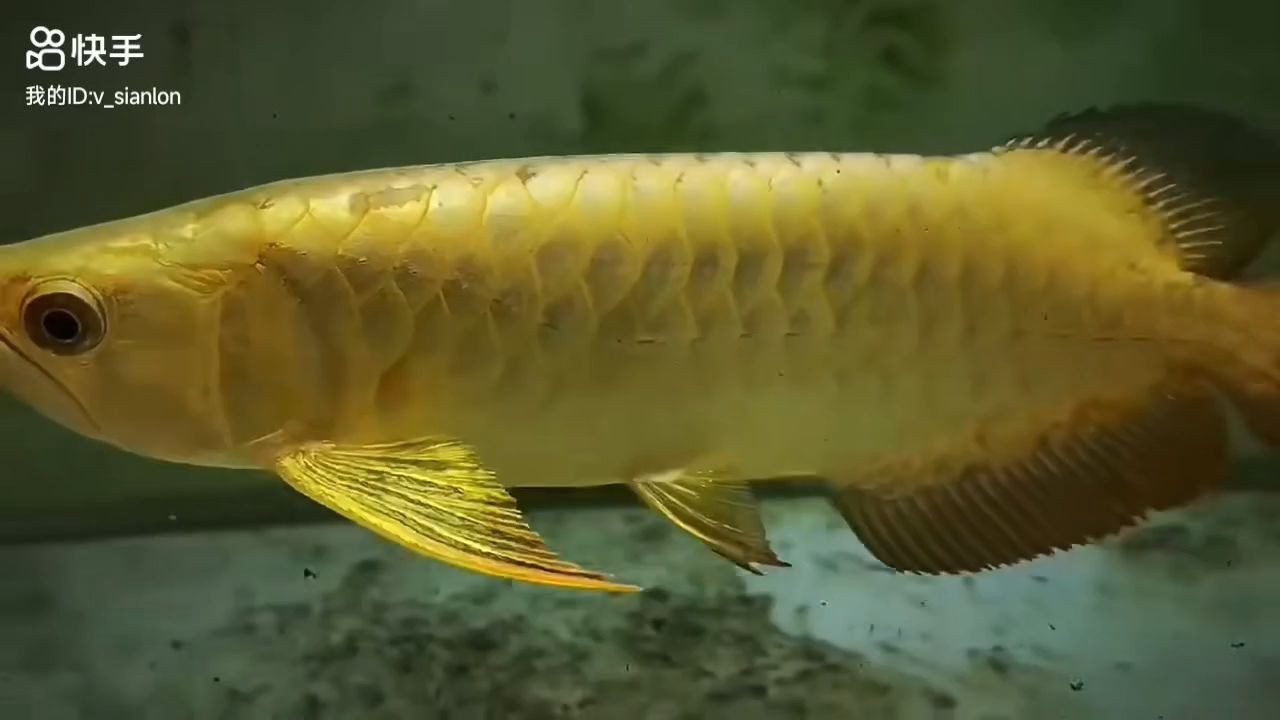 全盔金頭過背金龍魚：全盔金頭過背金龍魚成為了許多人收藏和飼養的對象
