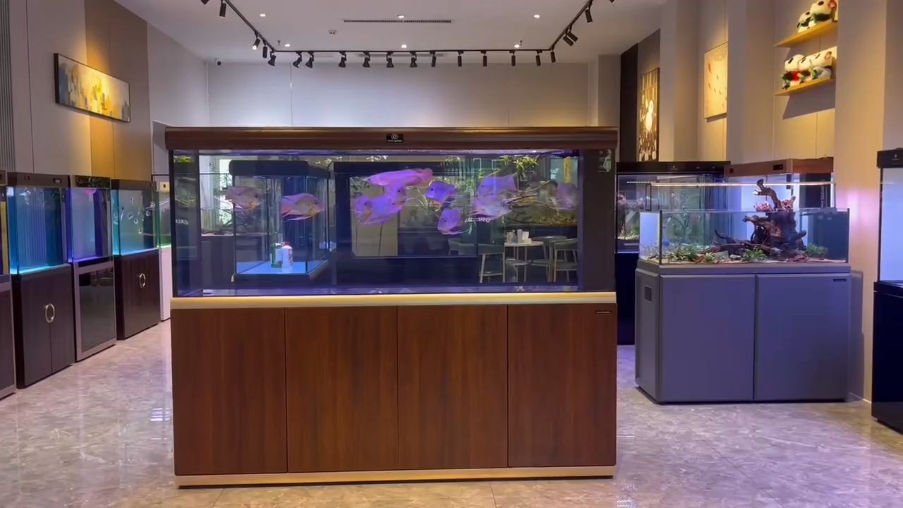 可麗愛愛唯希魚缸：可麗愛愛唯希魚缸怎么樣 可麗愛愛唯希魚缸：可麗愛愛唯希魚缸怎么樣 混養魚（配魚）
