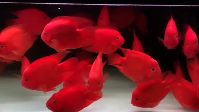 詳細(xì)閱讀:小財神魚批發(fā):小財神魚批發(fā)是一種針對商業(yè)活動的產(chǎn)品 小財神魚批發(fā):小財神魚批發(fā)是一種針對商業(yè)活動的產(chǎn)品