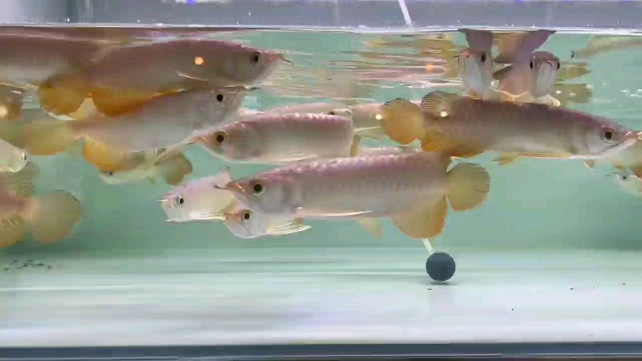 2025高背金龍魚批發(fā)，2025高背金魚批發(fā)，一群小高背，2025高背金龍魚及小高背金魚批發(fā)