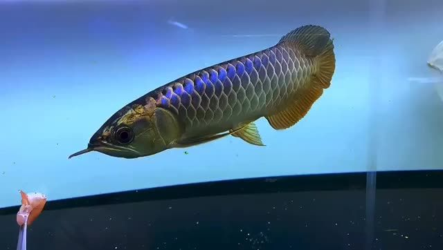 [2025]26cm藍底過背金龍魚 #馬來西亞金龍魚  #藍底過背金龍魚：26cm藍底過背金龍魚，26cm馬來西亞藍底過背金