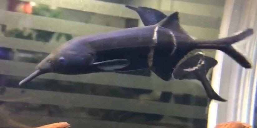 [2025]探索非洲象鼻魚的神秘世界：生態習性、觀賞價值與保護之道