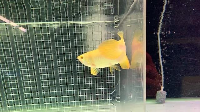 2025年白子金龍魚與紅尾金龍魚（紅尾龍魚）養殖核心要點解析