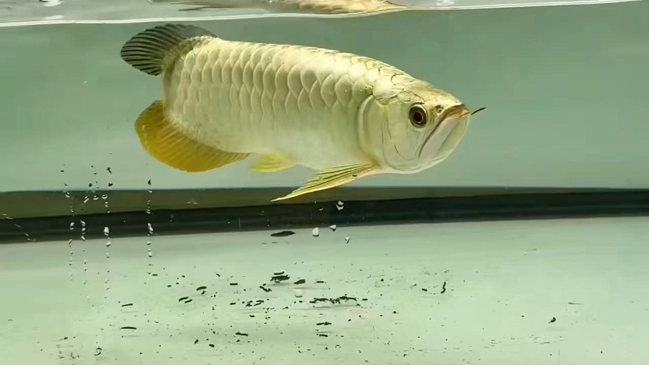 賽級金條金頭過背金龍魚：賽級金條與金頭過背金龍魚 賽級金條金頭過背金龍魚：賽級金條與金頭過背金龍魚 金頭過背金龍魚