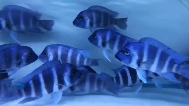 野生薩伊藍：薩伊藍作為一種具有重要經濟和文化價值的野生植物