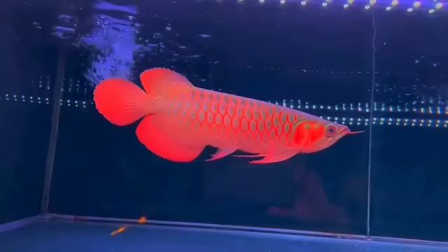 2025-30公分超血紅龍魚1，202530公分超血紅龍魚，2025年30公分超血紅龍魚驚艷亮相，2025年30公分超血紅龍魚驚艷亮相