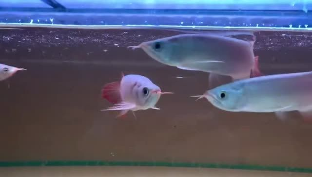 印尼綠皮辣椒紅龍魚：印尼紅龍魚的飼養要求較為復雜 印尼綠皮辣椒紅龍魚：印尼紅龍魚的飼養要求較為復雜 綠皮辣椒小紅龍