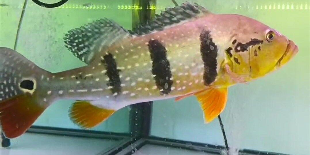 帝王三間魚：帝王三間魚不僅是一道美味佳肴，更是人們追求健康生活的優選食材 帝王三間魚：帝王三間魚不僅是一道美味佳肴，更是人們追求健康生活的優選食材 帝王三間魚