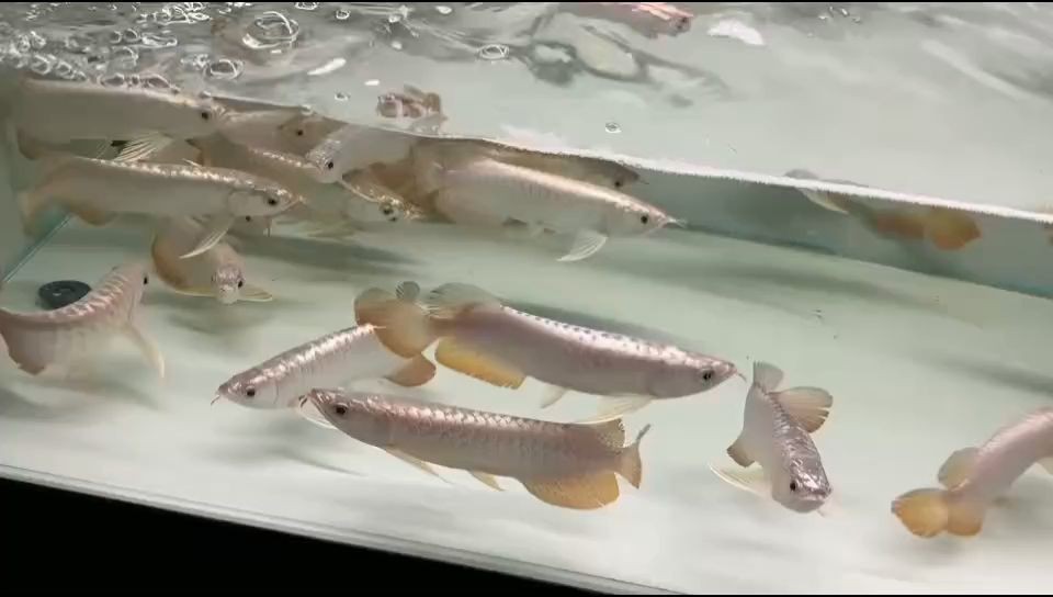 祥龍魚場金頭過背金龍魚：祥龍魚場所培育出的金頭過背金龍魚的特點以及養殖環境 祥龍魚場金頭過背金龍魚：祥龍魚場所培育出的金頭過背金龍魚的特點以及養殖環境 金頭過背金龍魚