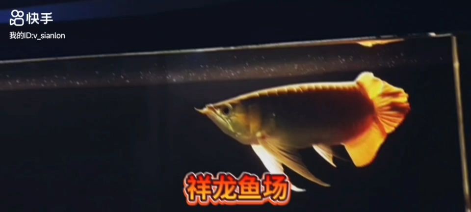 極品大湖之大湖紅龍魚：大湖紅龍魚的養殖技術和管理方法