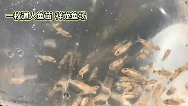 詳細閱讀:一眉道人魚苗批發:一眉道人魚苗批發一眉道人魚苗批發 一眉道人魚苗批發:一眉道人魚苗批發一眉道人魚苗批發