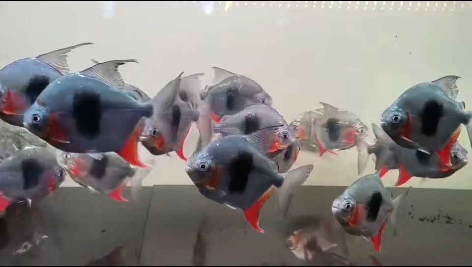 12-13公分精品黑桃??銀板：12-13公分精品黑桃