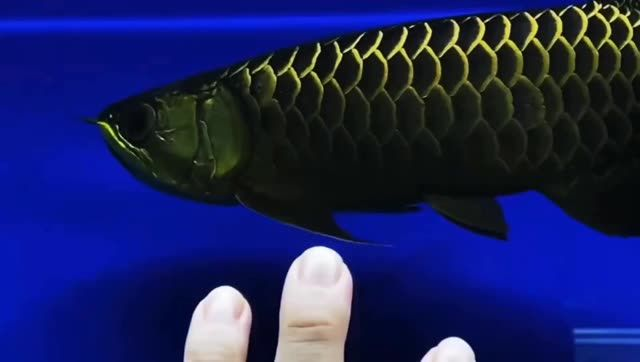 極品黑龍王古典過背金龍魚，古典過背金龍魚，極品黑龍王，古典過背金龍魚的鑒賞與養護指南