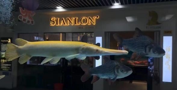 皇家火箭魚：獨特魅力、飼養技巧與市場前景，打造水族箱中的奢華明星