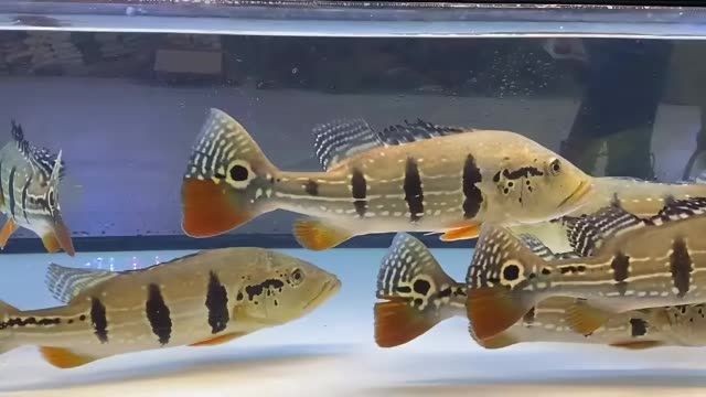 [2025]帝王三間魚 #帝王三間魚#觀賞魚進(jìn)口：帝王三間魚#觀賞魚進(jìn)口，2025.7.19直擊帝王三間魚進(jìn)口！高端觀賞魚新批次到貨揭秘 [2025]帝王三間魚 #帝王三間魚#觀賞魚進(jìn)口：帝王三間魚#觀賞魚進(jìn)口，2025.7.19直擊帝王三間魚進(jìn)口！高端觀賞魚新批次到貨揭秘 龍魚論壇