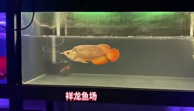 28公分紅龍福龍魚：28公分“超級福龍皇”價格破紀(jì)錄 28公分紅龍福龍魚：28公分“超級福龍皇”價格破紀(jì)錄 紅龍福龍魚