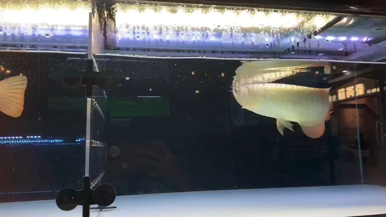 金龍魚最好飼料祥龍龍師傅：金龍魚飼料，即祥龍龍師傅是專為金龍魚設計的一款優質飼料