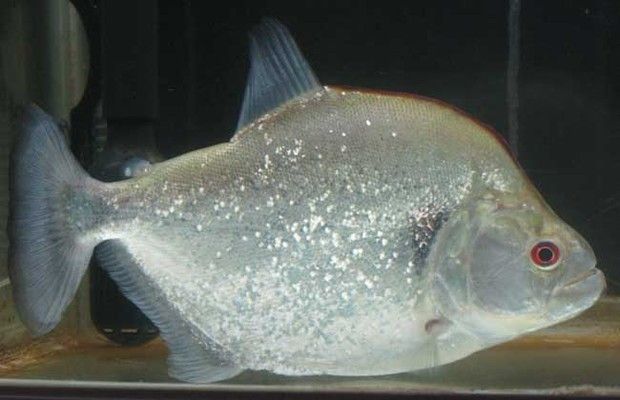 虎魚日常護理要點，如何調節魚缸水質酸堿度,虎魚混養注意事項