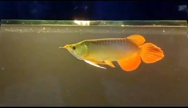 大湖紅龍福龍魚：大湖紅龍福龍魚養(yǎng)殖技術(shù) 大湖紅龍福龍魚：大湖紅龍福龍魚養(yǎng)殖技術(shù) 紅龍福龍魚