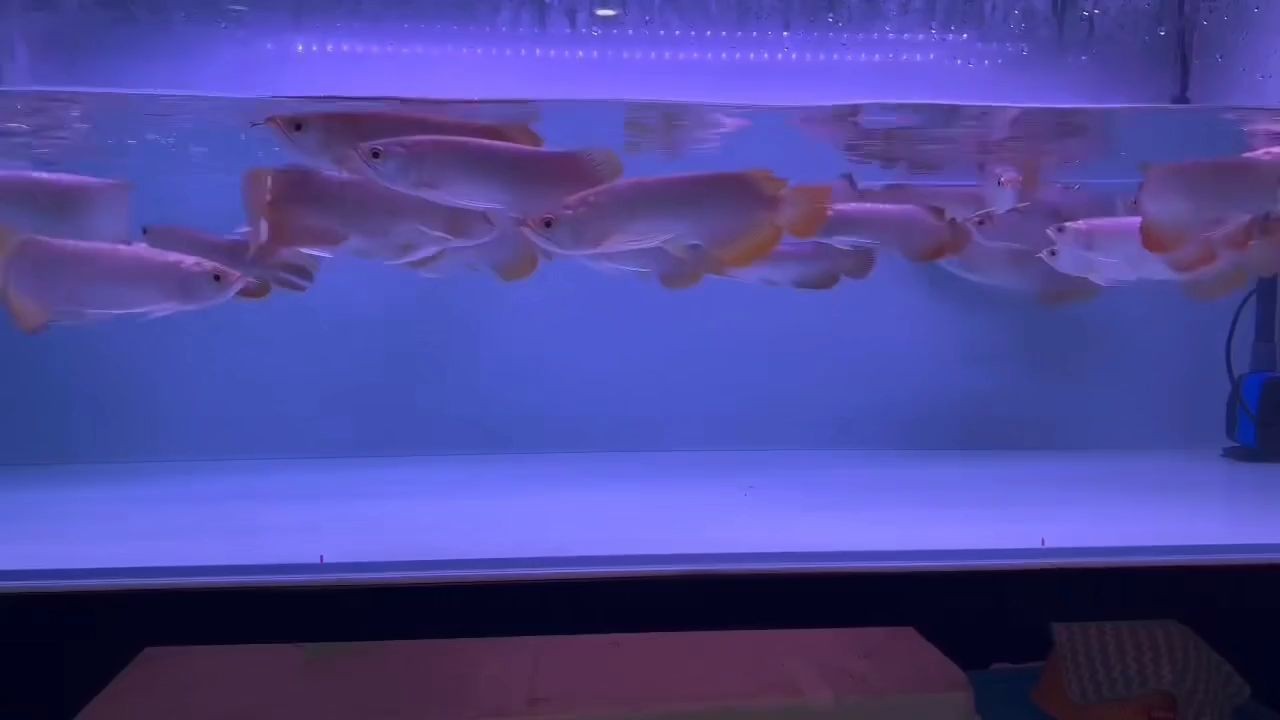 練手新加坡小紅龍20-23公分，整缸走價(jià)優(yōu)：新加坡小紅龍20-23公分整缸走價(jià)優(yōu) 練手新加坡小紅龍20-23公分，整缸走價(jià)優(yōu)：新加坡小紅龍20-23公分整缸走價(jià)優(yōu) 新加坡號(hào)半紅龍魚(yú)（練手級(jí)紅龍魚(yú)）