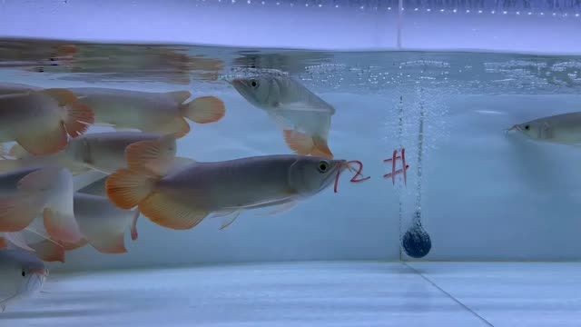 [2025]2025雙11紅龍魚(yú)批發(fā)特惠12號(hào)缸：2025雙11紅龍魚(yú)批發(fā)優(yōu)惠12號(hào)缸，2025雙11紅龍魚(yú)批發(fā)特惠丨12號(hào)缸限時(shí)