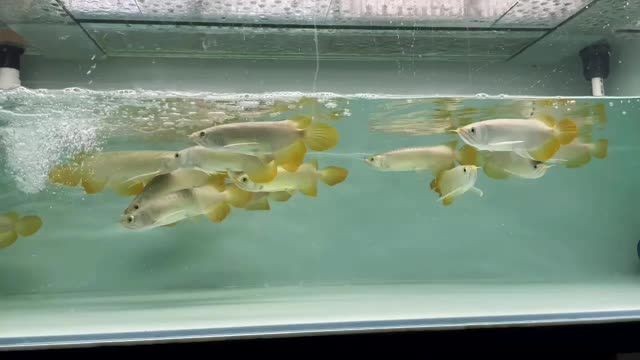 條條包紅的祥禾super red 高端紅龍魚：條條包紅的祥禾superred高端紅龍魚 條條包紅的祥禾super red 高端紅龍魚：條條包紅的祥禾superred高端紅龍魚 祥禾Super red