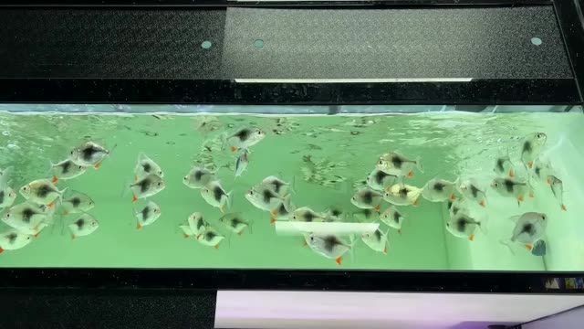 大號黑桃A魚，廣州百藝城E205檔口，祥龍魚場水族館展廳：大號黑桃a魚 大號黑桃A魚，廣州百藝城E205檔口，祥龍魚場水族館展廳：大號黑桃a魚 黑桃A魚