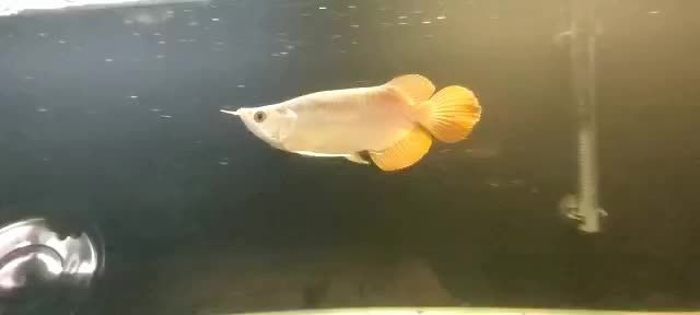 短身紅龍魚2025091505：2025年9月15日短身紅龍魚飼養情況分析 短身紅龍魚2025091505：2025年9月15日短身紅龍魚飼養情況分析 短身紅龍魚