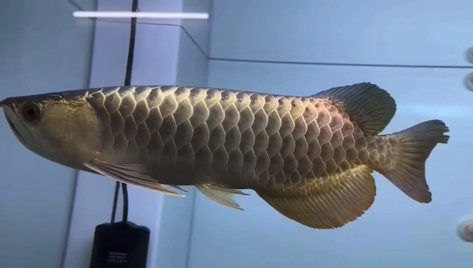 35公分滿珠鱗藍底過背金龍魚：35公分滿珠鱗藍底金龍魚 35公分滿珠鱗藍底過背金龍魚：35公分滿珠鱗藍底金龍魚 過背金龍魚