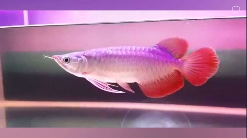 大湖紅龍精選：大湖紅龍精選是一款值得品嘗的優質紅酒