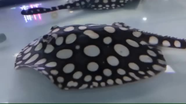 皇冠黑白魟魚20251025：皇冠黑白魟魚20251025養殖成果和存在的問題