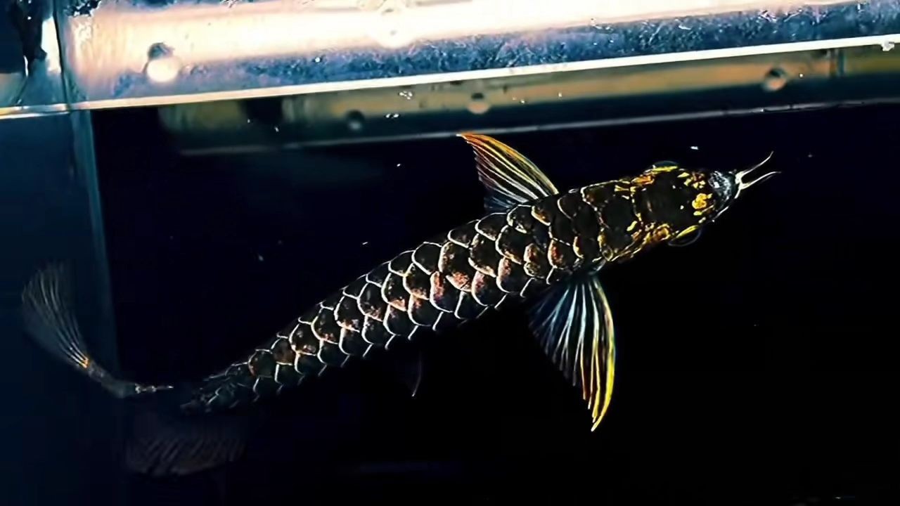 極品古典過背金龍魚:水族界的奢華藝術品 極品古典過背金龍魚:水族界的奢華藝術品