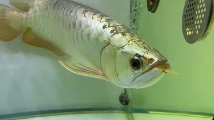 45CM大金頭金龍魚2025：2025年，大金頭金龍魚以其45cm驚人尺寸脫穎而出