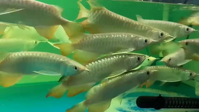 高背金龍魚批發：高背金龍魚批發是一種商業活動
