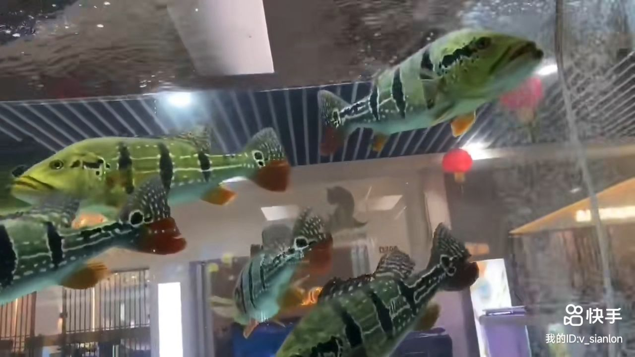 大物帝王三間 尺寸45cm左右：45cm左右的大物帝王三間尺寸為45cm左右的大物帝王三間 大物帝王三間 尺寸45cm左右：45cm左右的大物帝王三間尺寸為45cm左右的大物帝王三間 帝王三間魚
