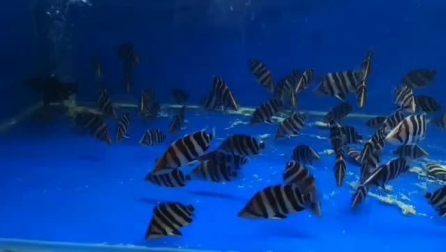 印尼四紋虎魚包肚不包脖子（圍脖），印尼四紋虎魚包肚不包脖子，印尼四紋虎魚包肚不包脖子的特征解析，印尼四紋虎魚包肚不包脖子的特征解析 印尼四紋虎魚包肚不包脖子（圍脖），印尼四紋虎魚包肚不包脖子，印尼四紋虎魚包肚不包脖子的特征解析，印尼四紋虎魚包肚不包脖子的特征解析 印尼四紋虎