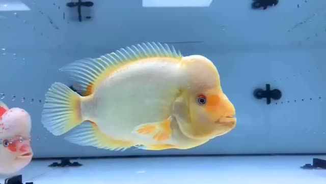 黃色財神鸚鵡魚：黃色財神鸚鵡魚是一種既美觀又易于飼養(yǎng)的觀賞魚 黃色財神鸚鵡魚：黃色財神鸚鵡魚是一種既美觀又易于飼養(yǎng)的觀賞魚 財神鸚鵡魚