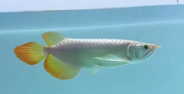 品質紅龍魚，盡在祥龍魚場——品種豐富，品質保證