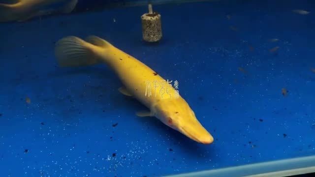 紅眼純色皇家火箭魚：紅眼純色皇家火箭魚在海洋生態系統中起到了重要的作用