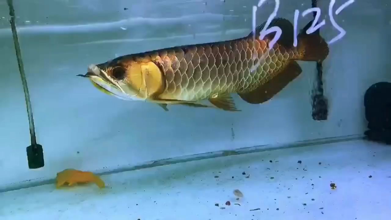 [2025]30公分金頭過背金龍魚2025：30公分金頭過背金龍魚2025年新品30公分
