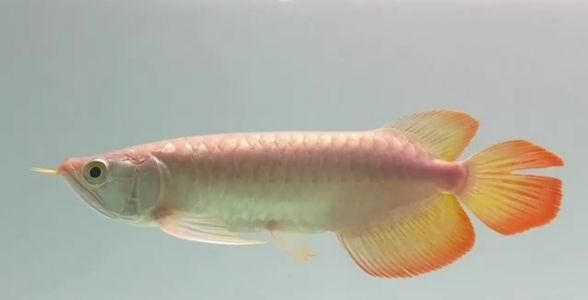 品質卓越的紅龍魚品種，盡在祥龍魚場，祥龍魚場，品質卓越的紅龍魚品種精選