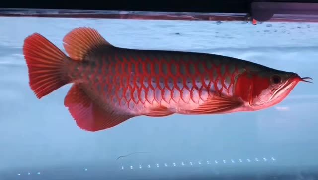 2025印尼超血紅龍魚：2025印尼超血紅龍的特征、分布、繁殖習性及養殖