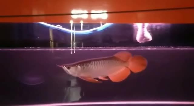 [2025]大湖紅龍魚視頻2：大湖紅龍魚視頻
