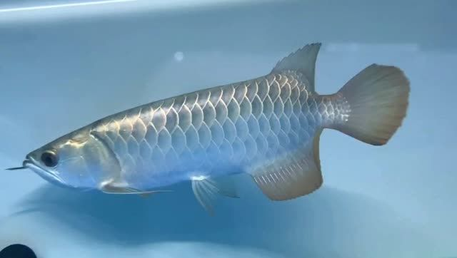 [2025]藍底金頭過背龍魚：藍底金頭過背龍魚不僅美麗動人，還是一種性情溫和易于飼養的品種，藍底金頭過背龍魚，美麗動人且易養 [2025]藍底金頭過背龍魚：藍底金頭過背龍魚不僅美麗動人，還是一種性情溫和易于飼養的品種，藍底金頭過背龍魚，美麗動人且易養 龍魚論壇