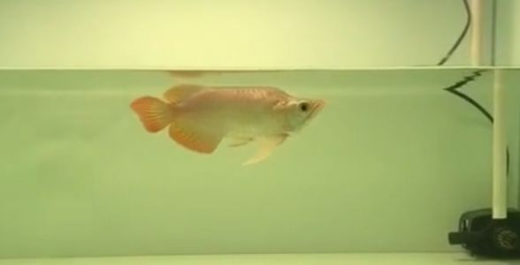 [2025]祥龍魚場小紅龍福龍：品質之選，紅色魅力，福運隨之而來，祥龍魚場小紅龍福龍，紅韻