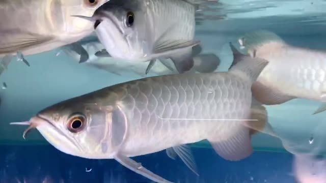 精品大金頭過背金龍魚，大金頭過背金龍魚，精品大金頭過背金龍魚，鑒賞與選購指南